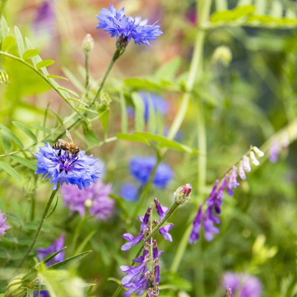 Blossombs - Kit de semis - Plein d'amour - 1 bombe à graines - BIO - image